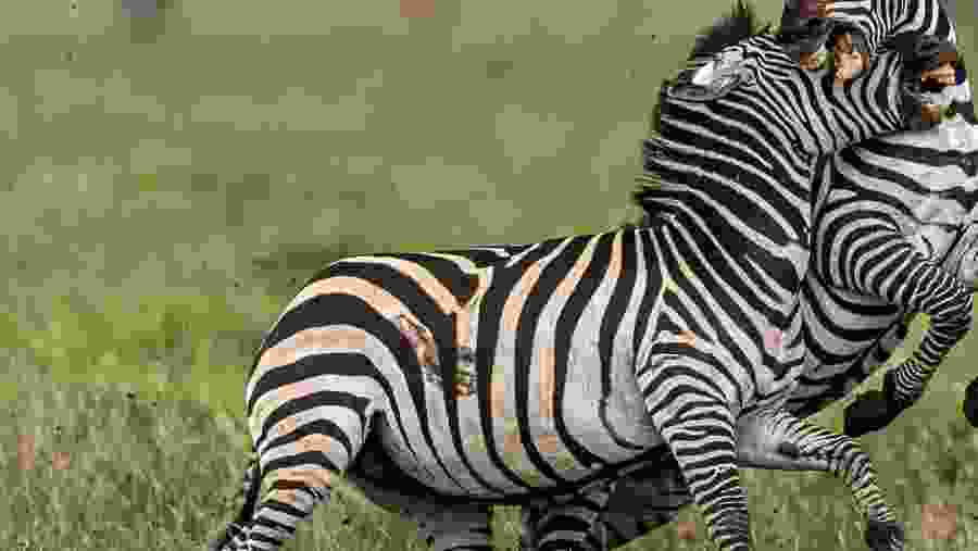 Grevy's Zebra