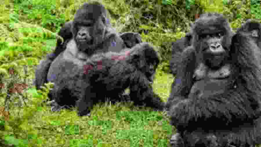 Gorilla Trekking in Volcanoes National Park