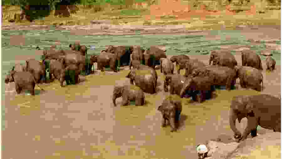 Elephants At Pinnawala Elephant Orphanage, Sri Lanka