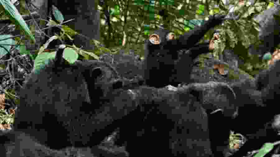 Chimpanzees