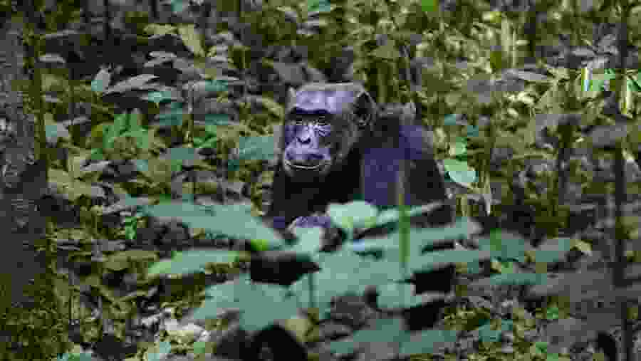 Chimpanzee, Uganda