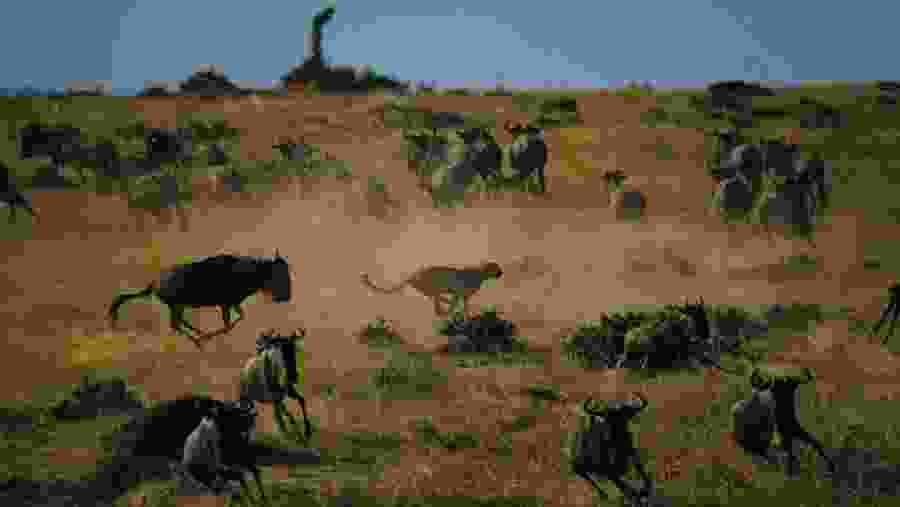 Witness the African wildlife