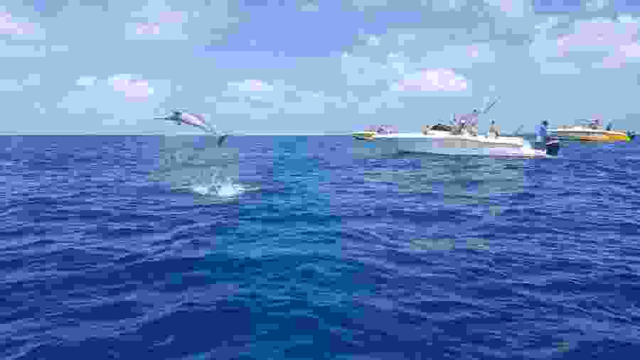 Swimming with the Dolphins