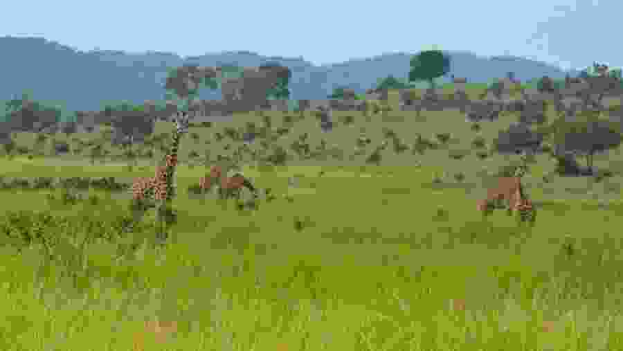 Mikumi National Park