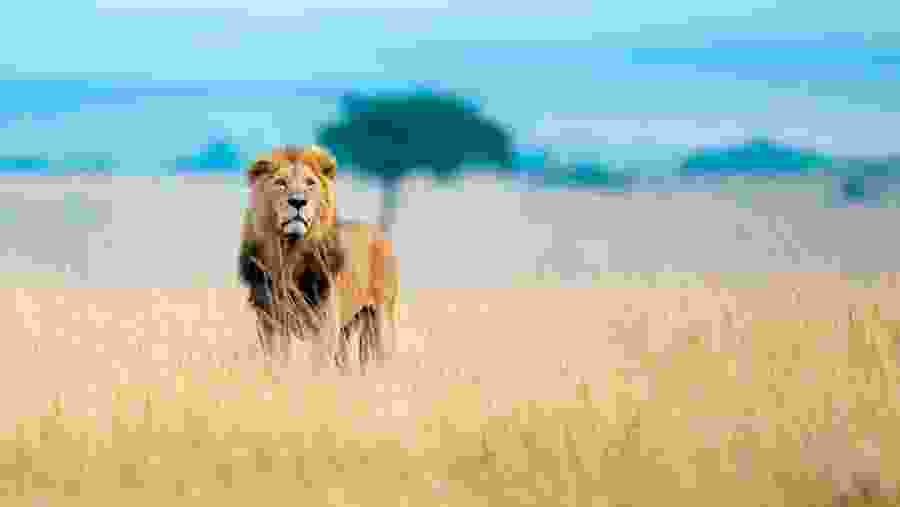 Lions seen on safari in Kenya