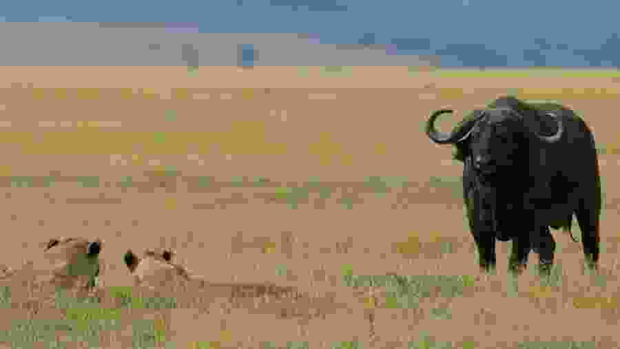 Wildlife seen on safari