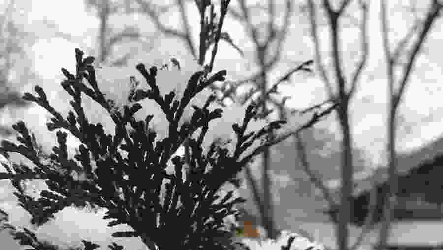 Nami Island & Garden of Morning Calm