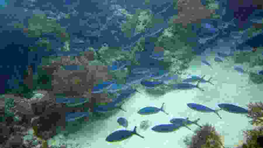 Vibrant blue fish in the Blue Lagoon