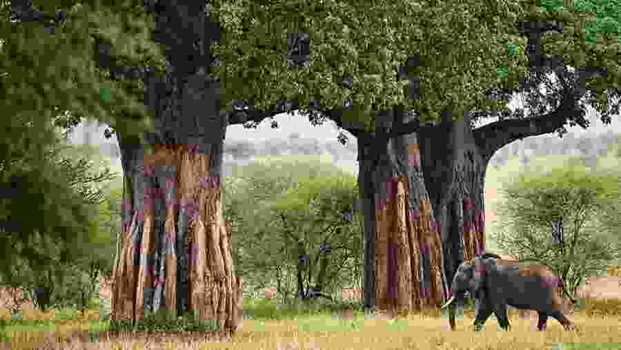 Tarangire National Park