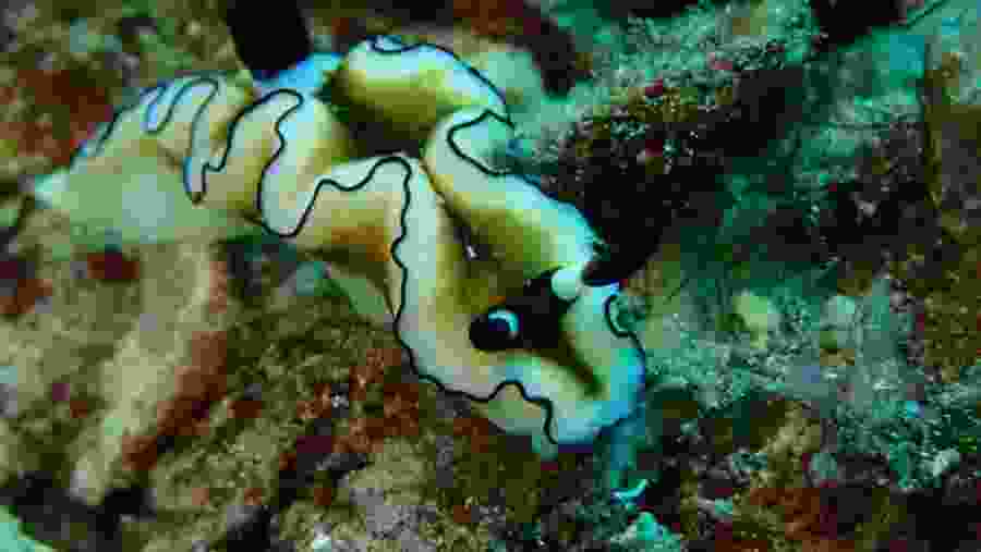 Aquatic life