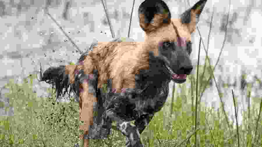 Hyenas seen during safari