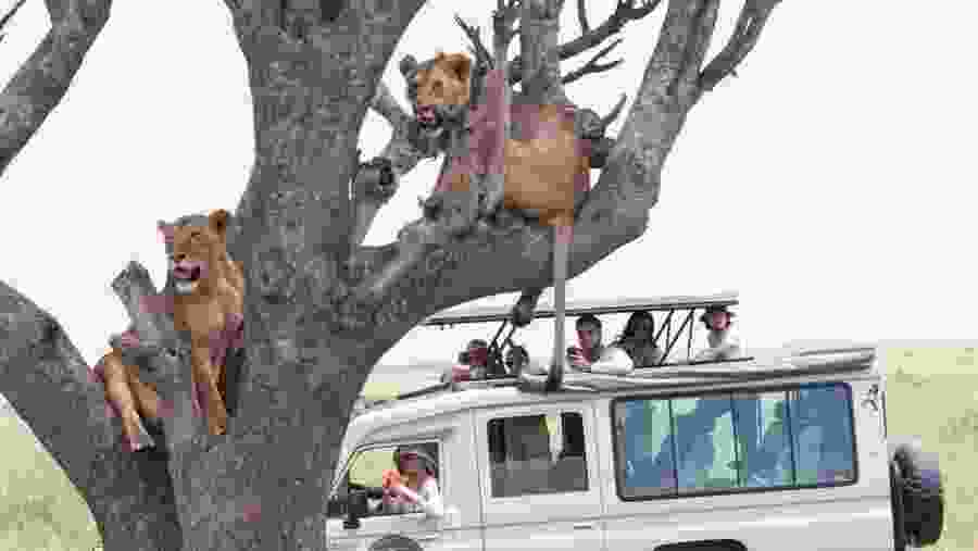 Serengeti