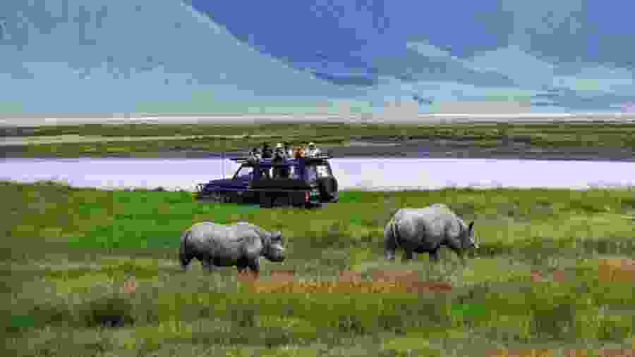 Witness the African wildlife