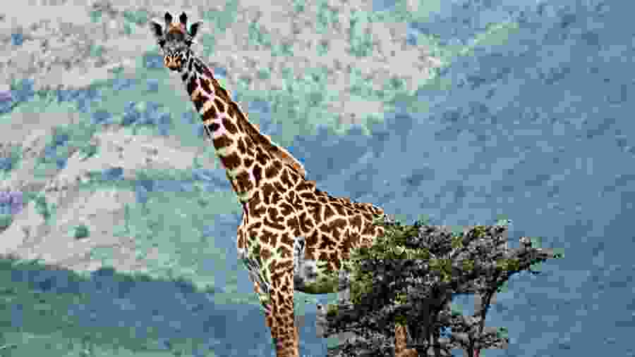 Giraffe