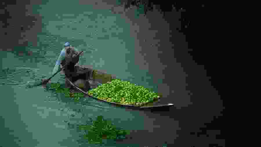 Floating Guava Market