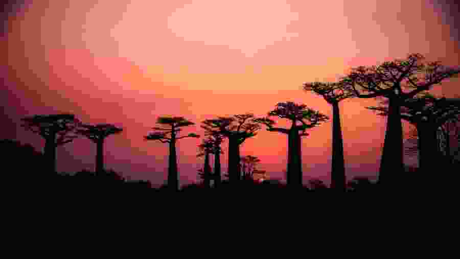Sunset at Baobab Alley