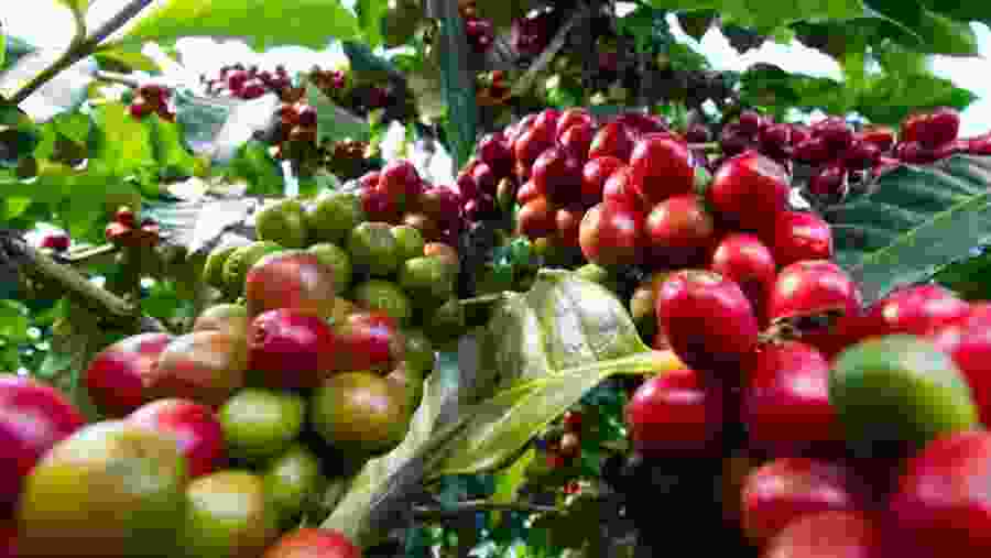 The Coffee bean fruit