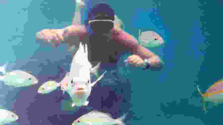 Scuba Diving in Maracajaù