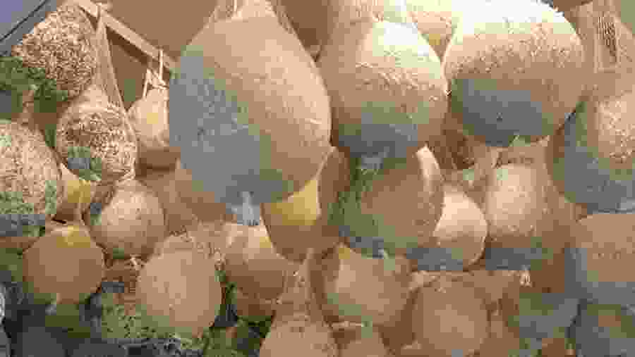 Cheese making process