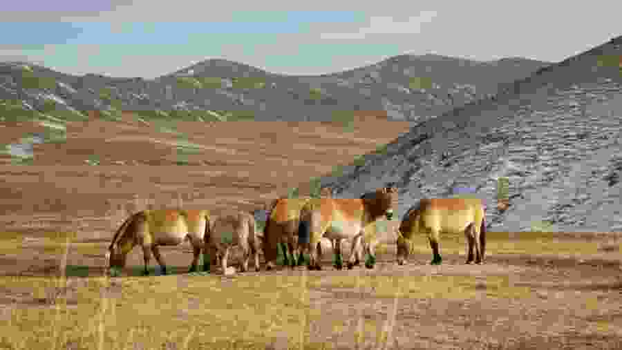 Przewalski's horse