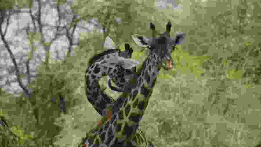 Spot towering giraffes