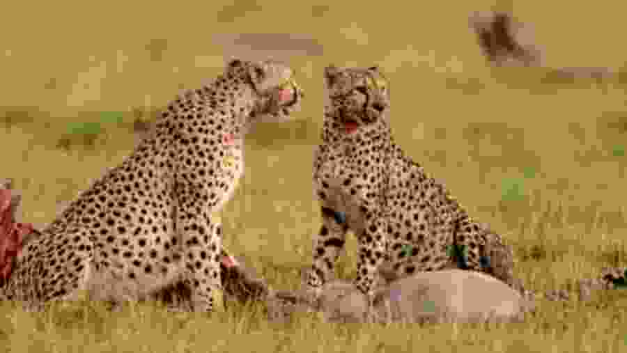 Witness the wildlife