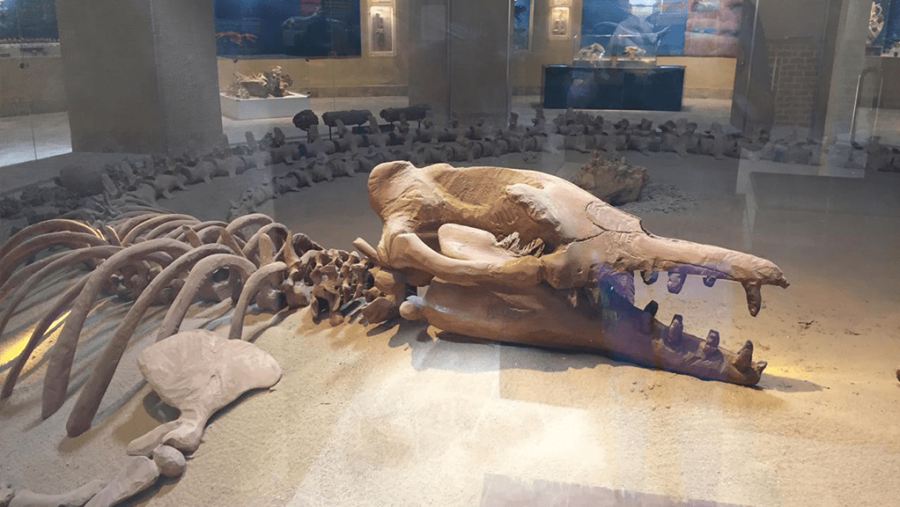 Visit the Valley of the Whales