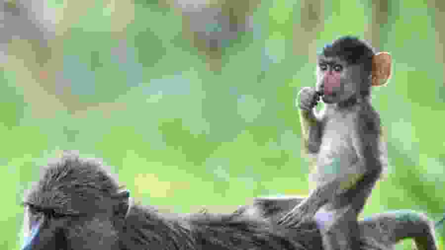 Witness the African wildlife