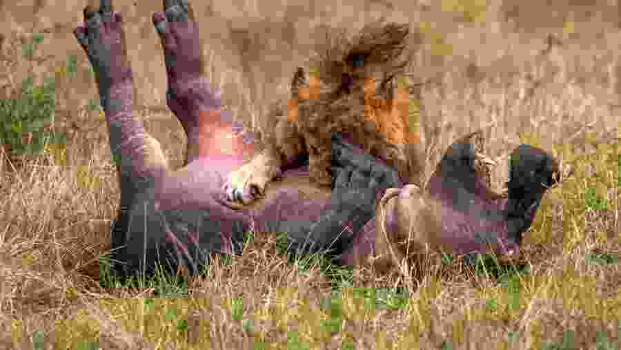 Wildlife in Tanzania