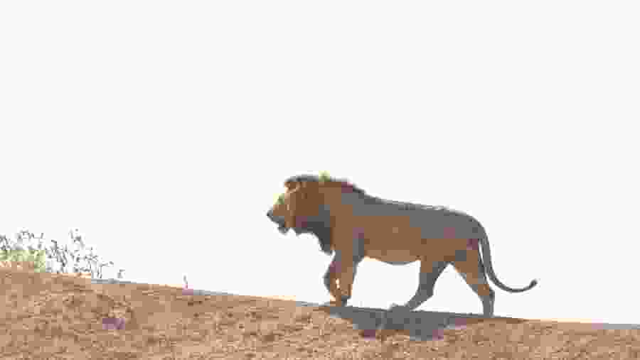 Spot the roaring lion