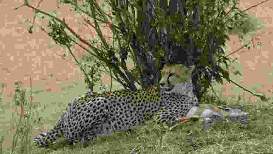 Cheetah in Masai Mara