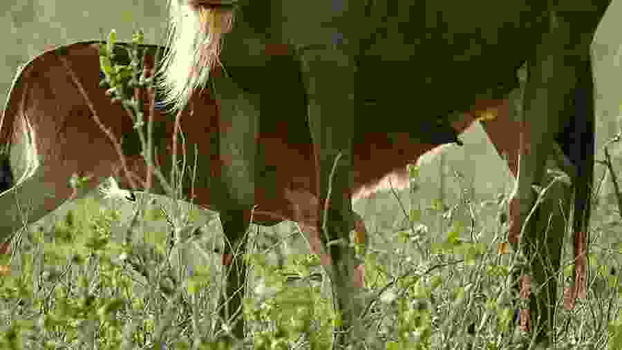 Witness the African wildlife