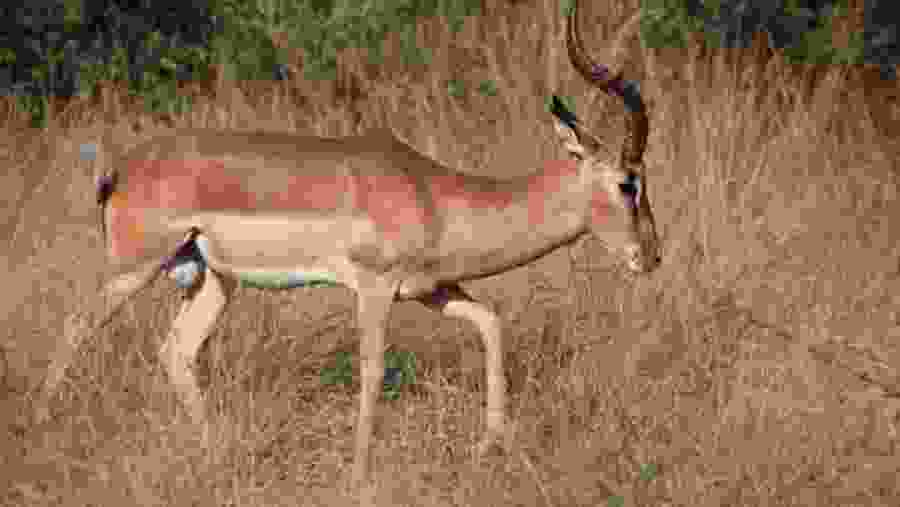 Witness the enchanting deer