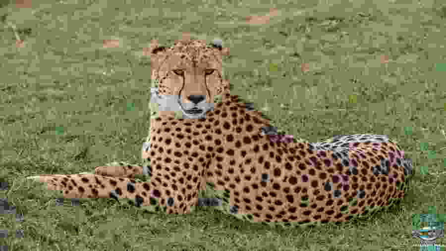 Cheetah