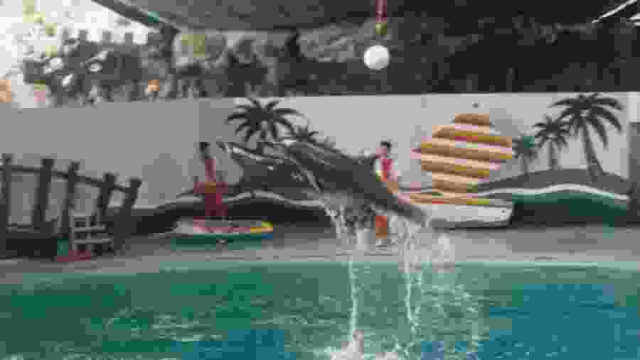 Dolphin Show at Ancol Dreamland, Indonesia