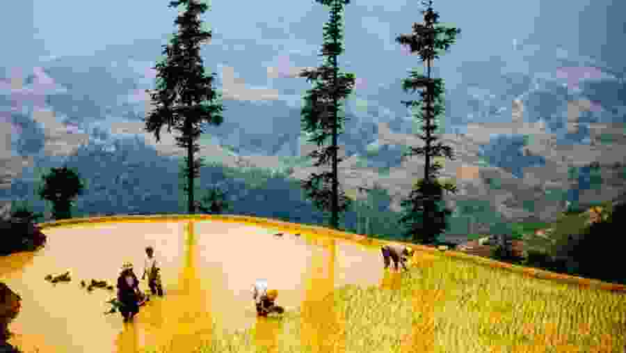 Farmers working in paddy fields