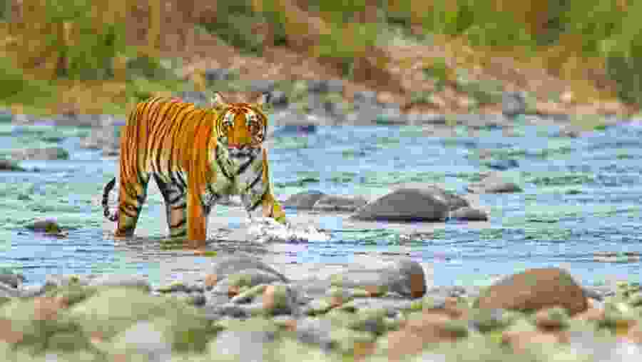 Tiger Sighting at Jim Corbett