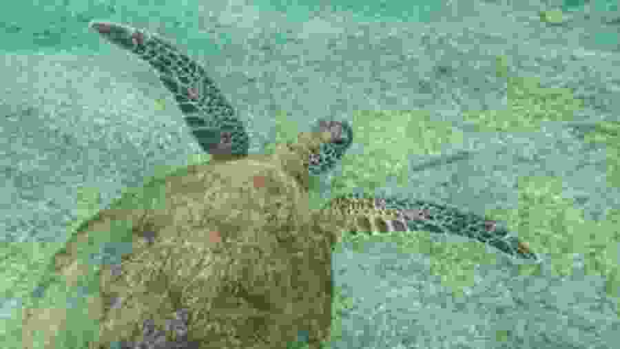 Snorkeling With Turtles In Mirissa