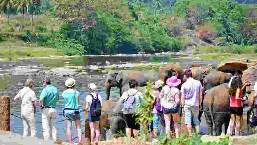 Meet the Elephants of Pinnawala