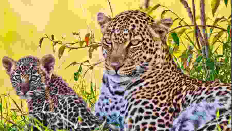 Witness the African wildlife