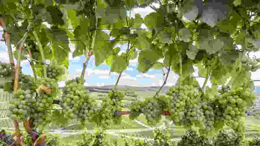 Witness the grape plantation