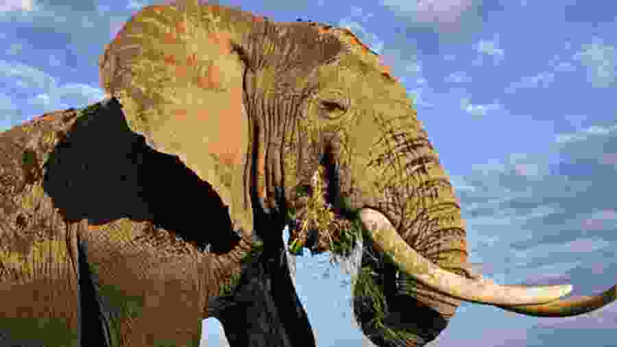 Elephant
