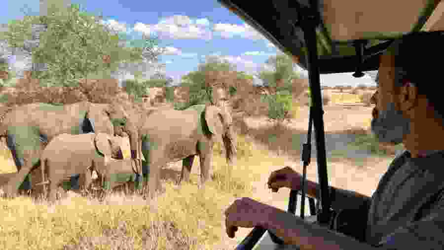 Spot majestic elephant herds