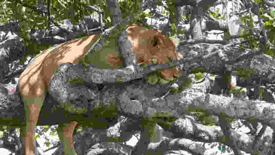 Witness the famous tree climbing lions of Africa