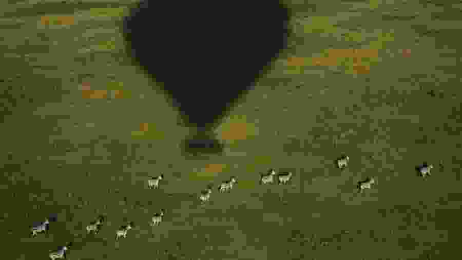 Aerial view of Zebras