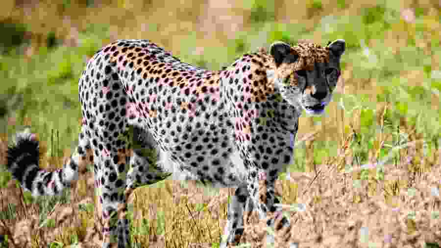 Wildlife Experience