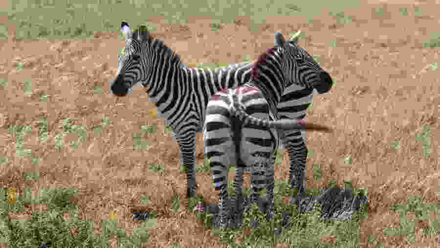 Go on Game Drives at the Nairobi National Park, Kenya