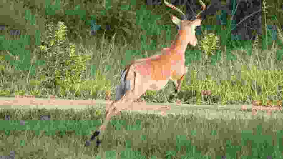 Deer In Saadani National Park, Tanzania