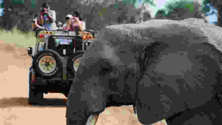 Spot wildlife on game drives
