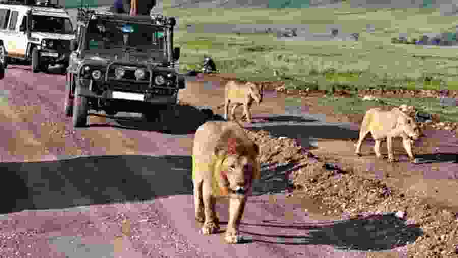 Lions in Tarangire National Park